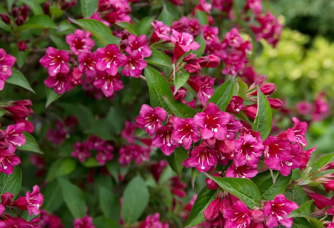 Plantera Och Odla Weigela En Komplett Guide För Trädgårdsmästare