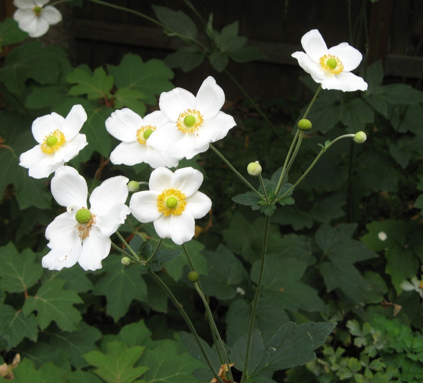 bästa växterna för höstblommor