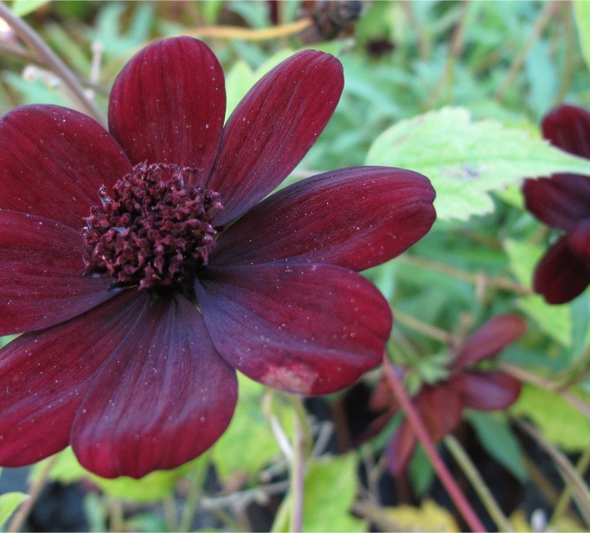 Odling av Chokladblomma