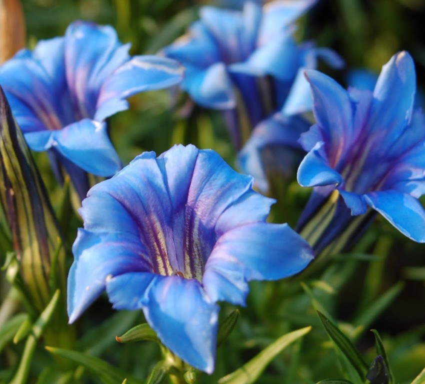 bästa växterna för höstblommor