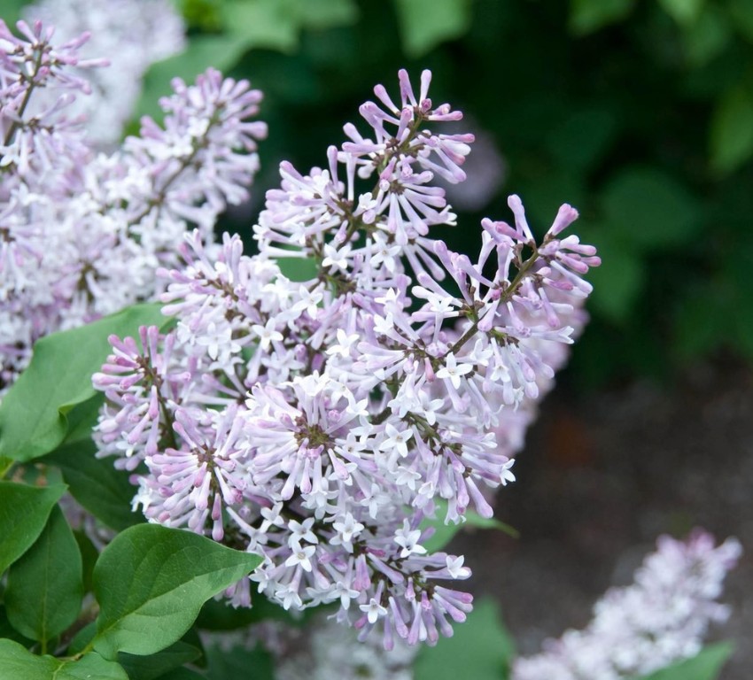 bästa växterna för höstblommor