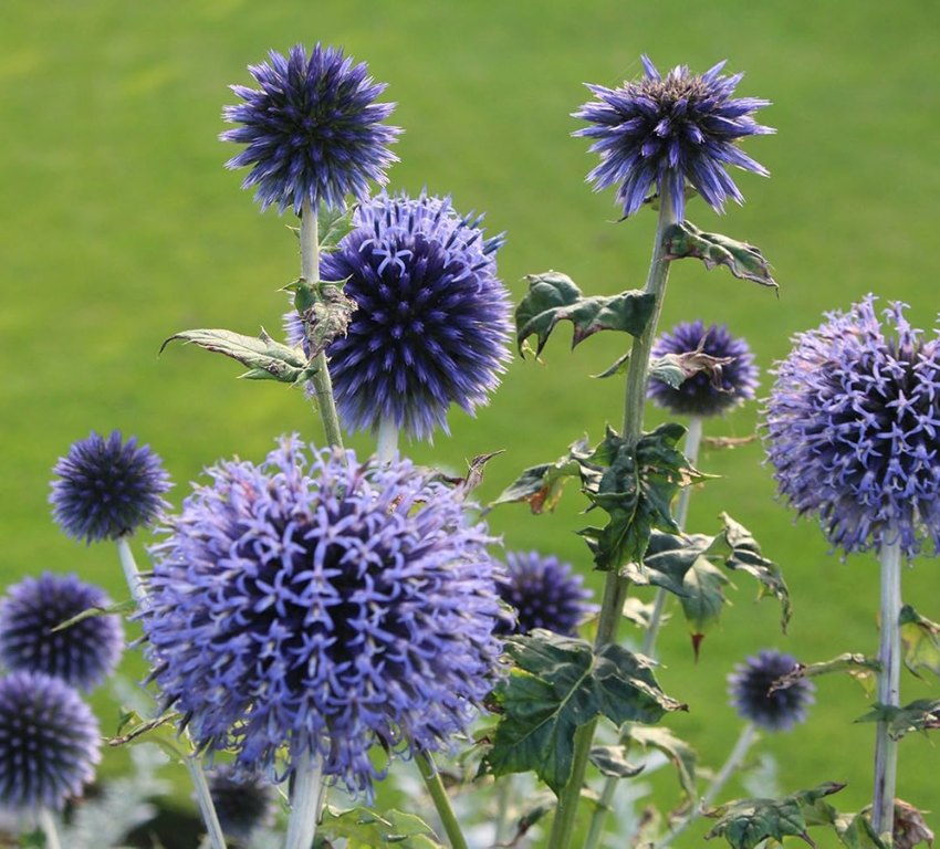 bästa växterna för höstblommor