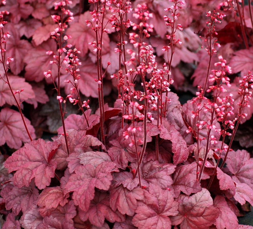 bästa växterna för höstblommor