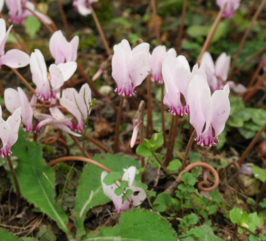 bästa växterna för höstblommor