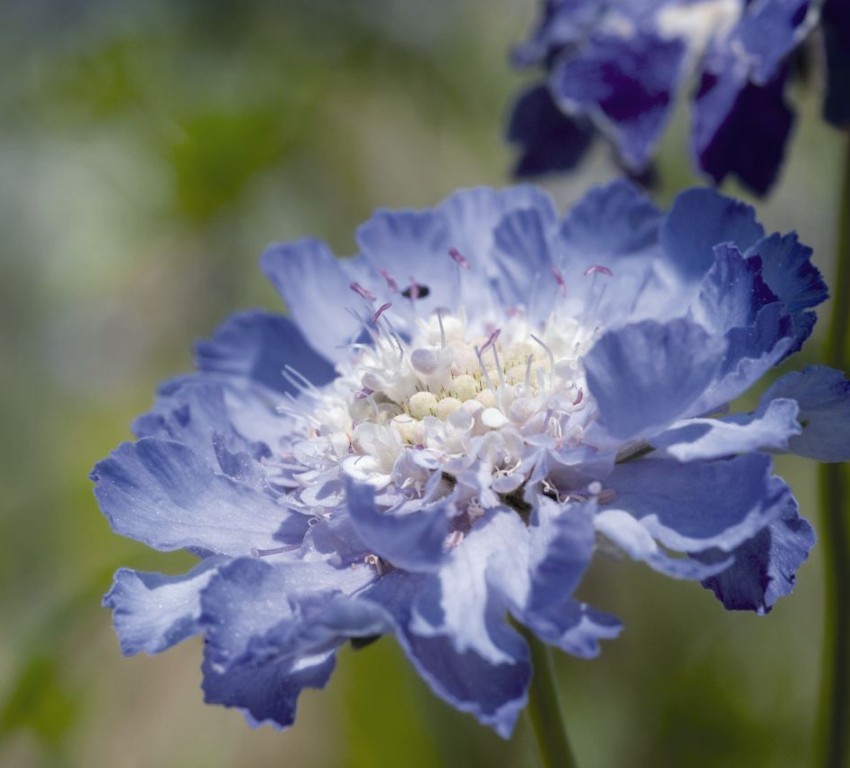 bästa växterna för höstblommor