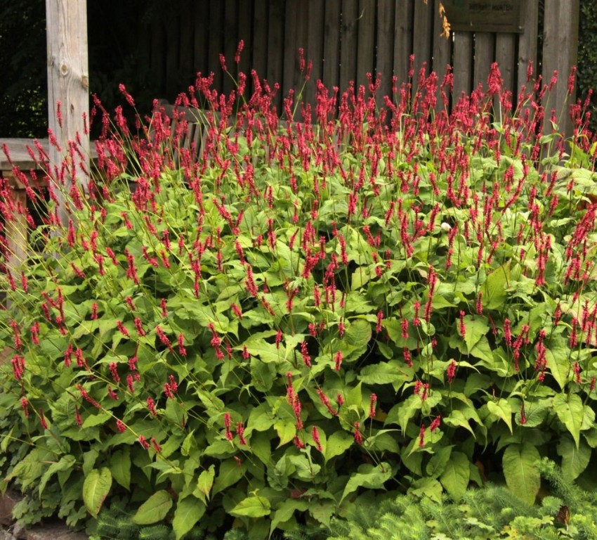 bästa växterna för höstblommor