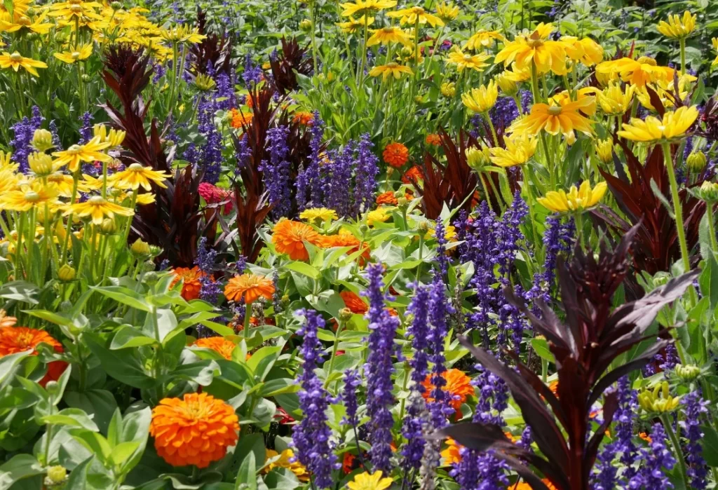 bästa växterna för höstblommor