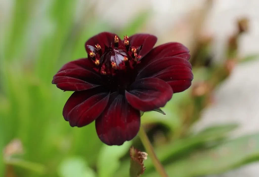 chokladblomma skötsel