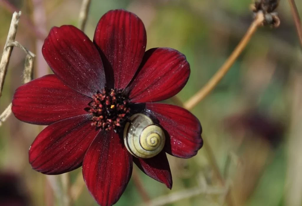 Odling av Chokladblomma