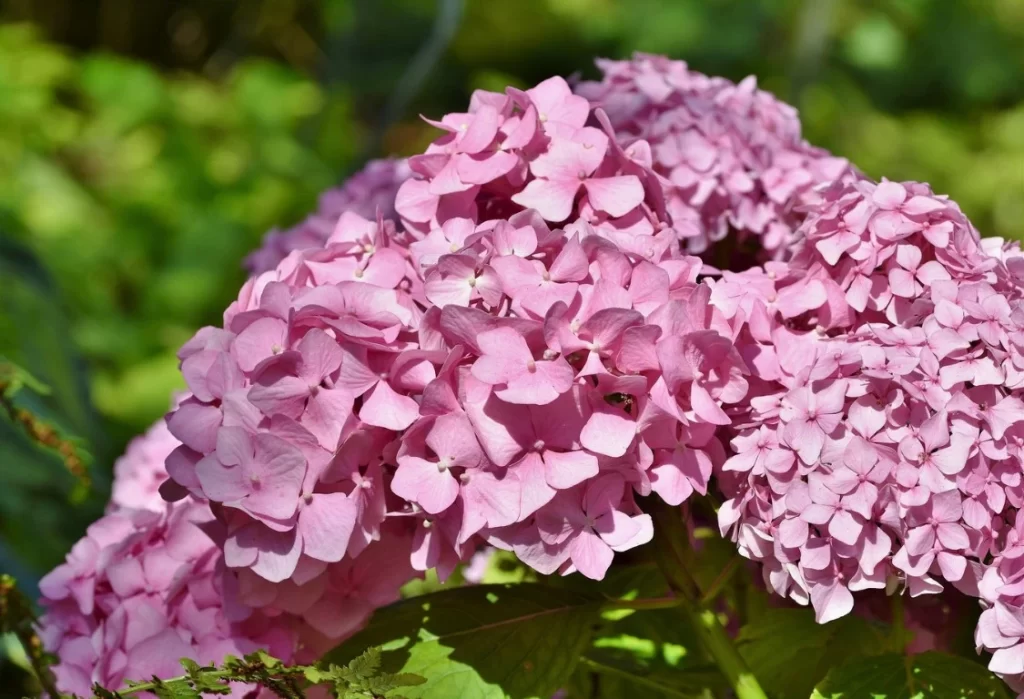 hortensia skötsel