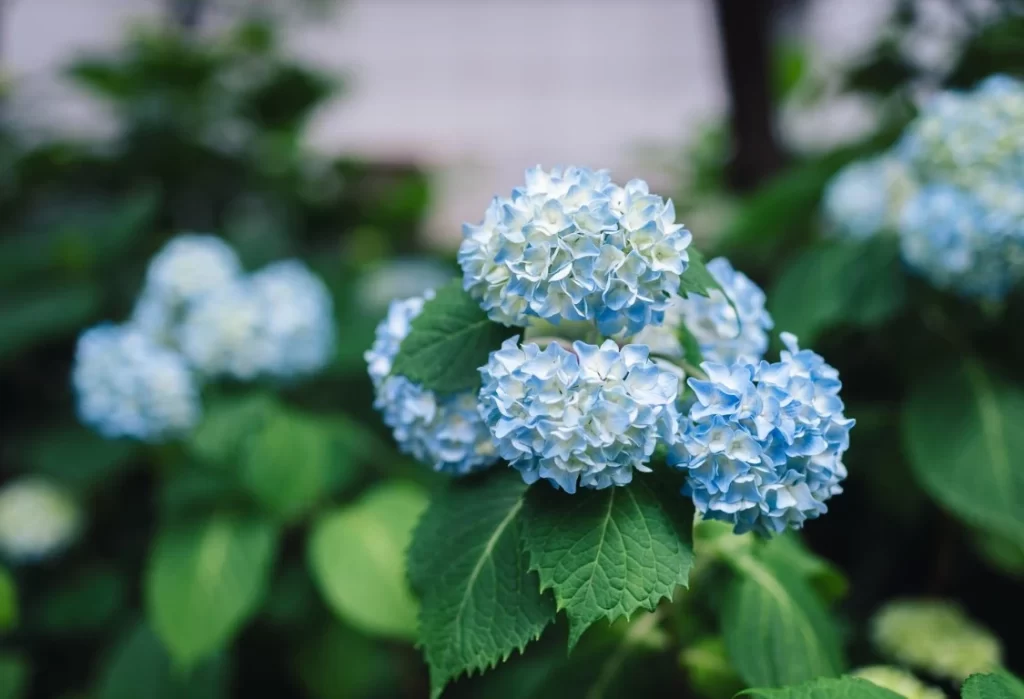 Hur odlar man Hortensia