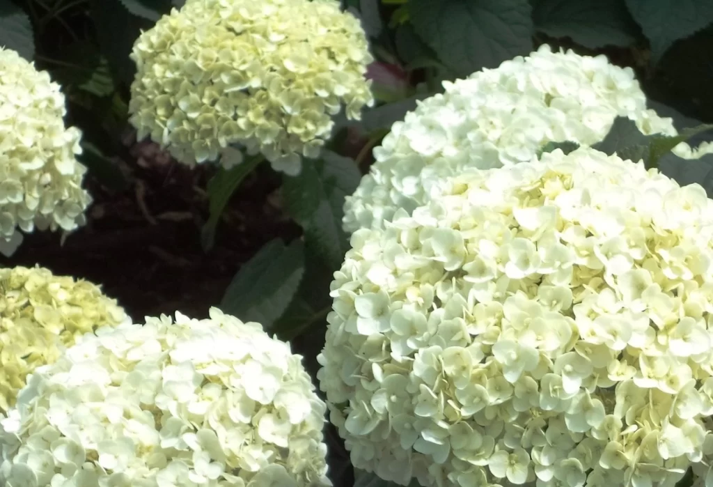 hortensia annabelle