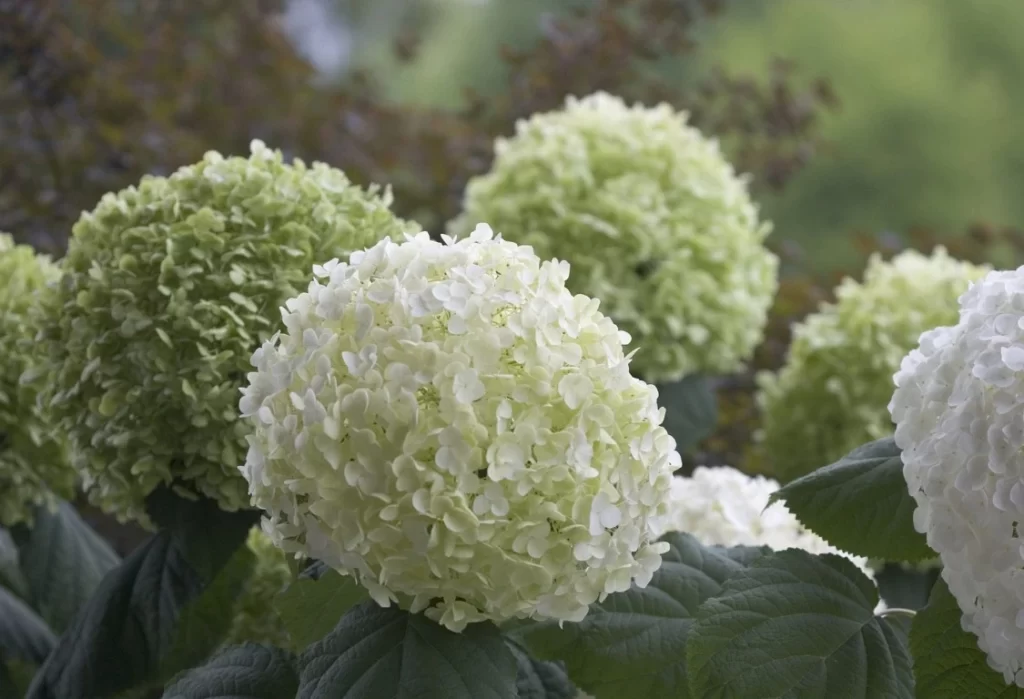 hortensia annabelle