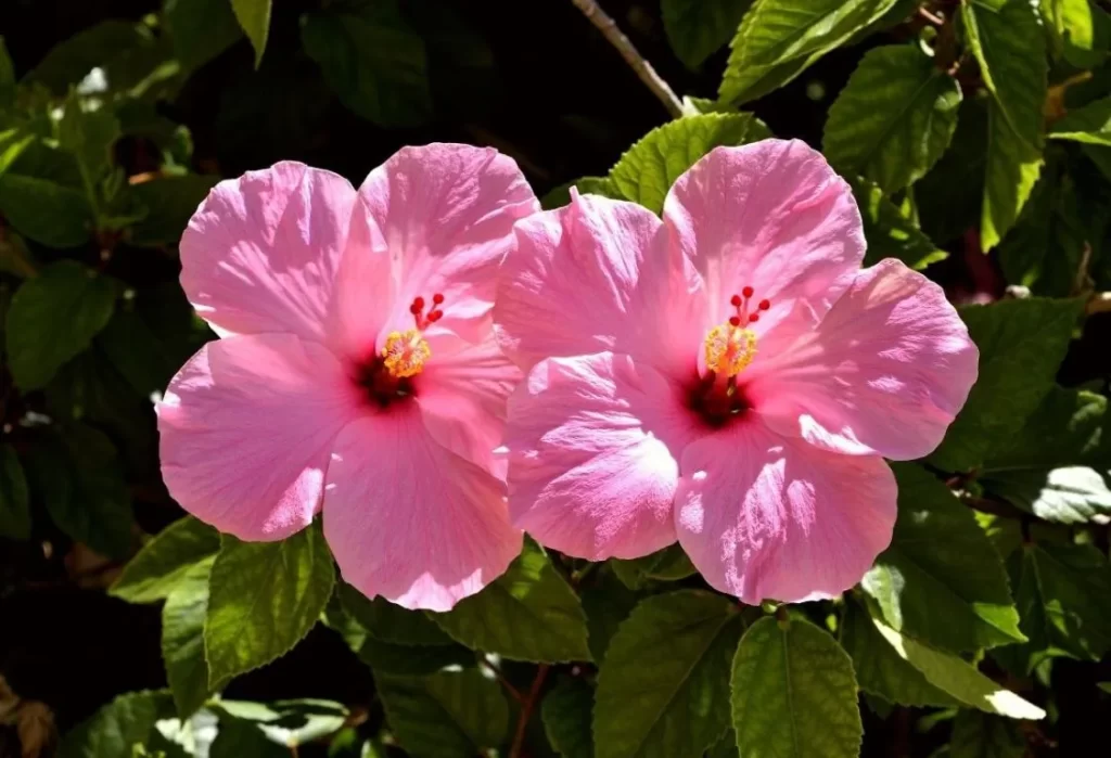 hibiskus