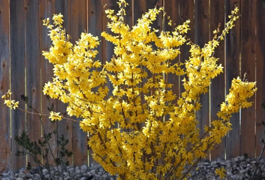 Forsythia