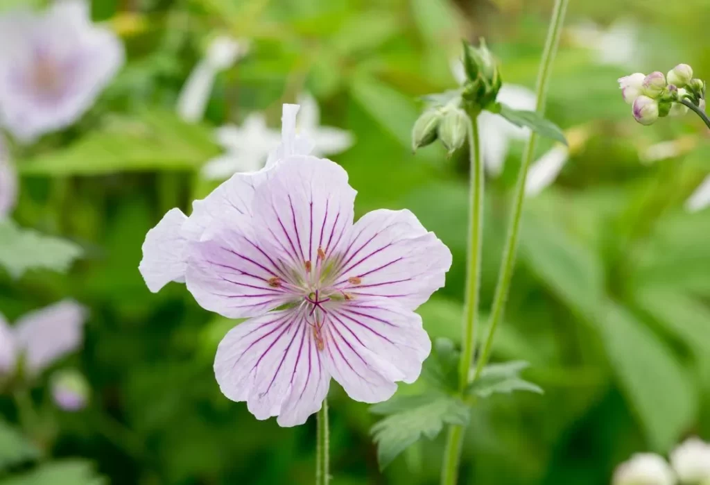 Plantera pelargoner