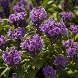 Purple flowering plants