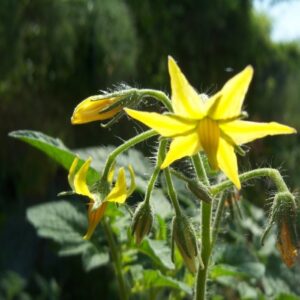 Tomato plant flowers