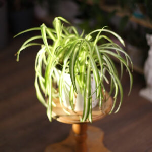 Spider Plant Flowers