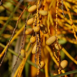 Palm tree fruits