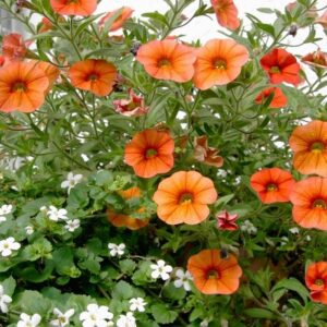 Are petunias perennials