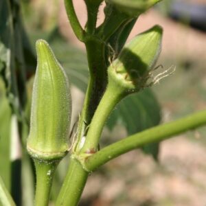 How to Plant Okra Seeds